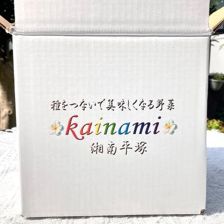 2026 kainami メロンーゴールドサンセット 1玉｜予約販売！お早めに