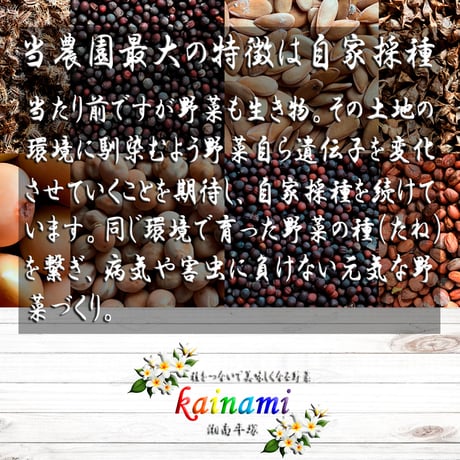 2026 kainami メロンー海（kai） 1玉｜予約販売！お早めに