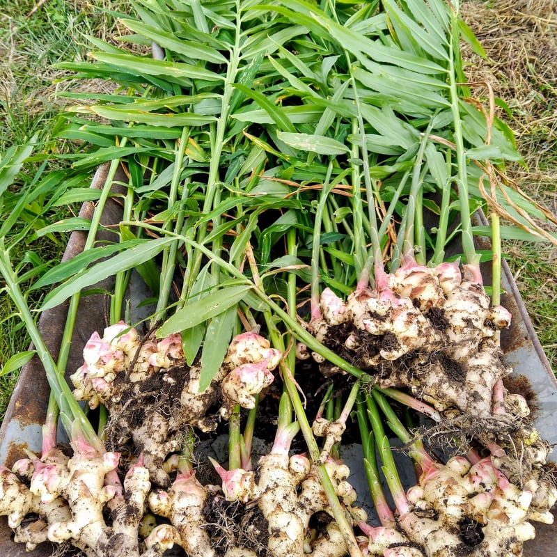 自然栽培 金色の手作り蒸し生姜パウダー1袋 農薬・肥料・畜糞堆肥不