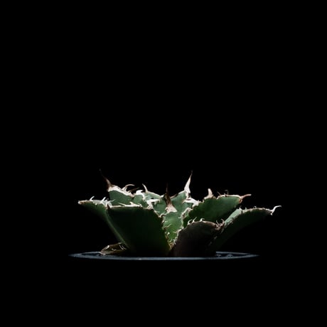 CATEGORY チタノタ 白鯨 | Ducks ( plants. )