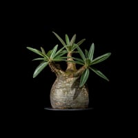 パキポディウム グラキリス / Pachypodium rosulatum var. gracilius #29