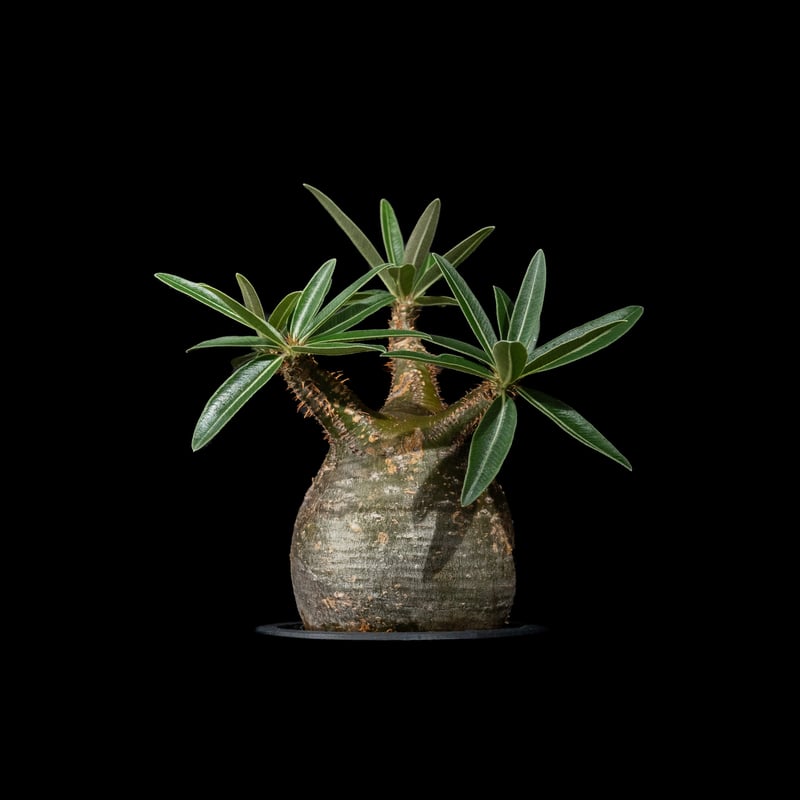 パキポディウム グラキリス / Pachypodium rosulatum var. grac