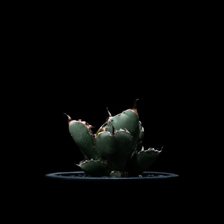 アガベ チタノタ ブラック&ブルー / Agave titanota ‘Black & Blue’ #10