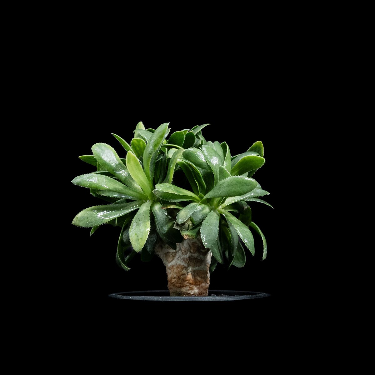 オトンナ レトロルサ / Othonna retrorsa #2 | Ducks ( plan