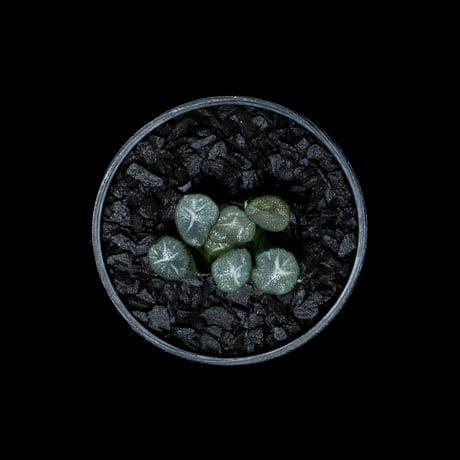 ハオルチア マウガニー / Haworthia maughanii #1