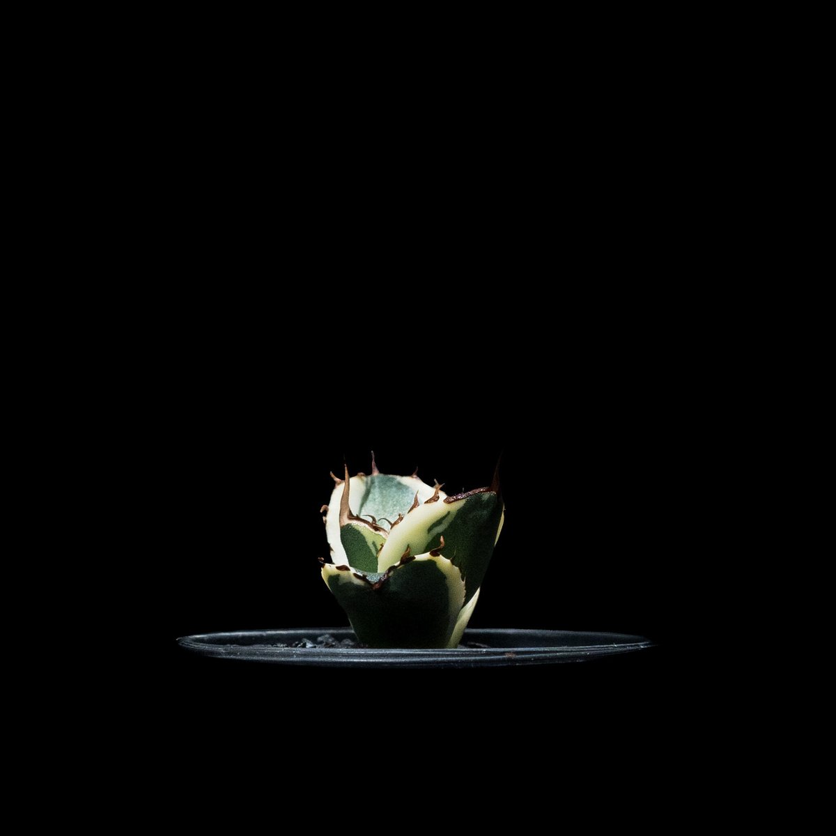 アガベ チタノタ スナグルトゥース / Agave titanota 'Snaggle アガベ チタノタ スナグルトゥース / Agave titanota 'Snaggle