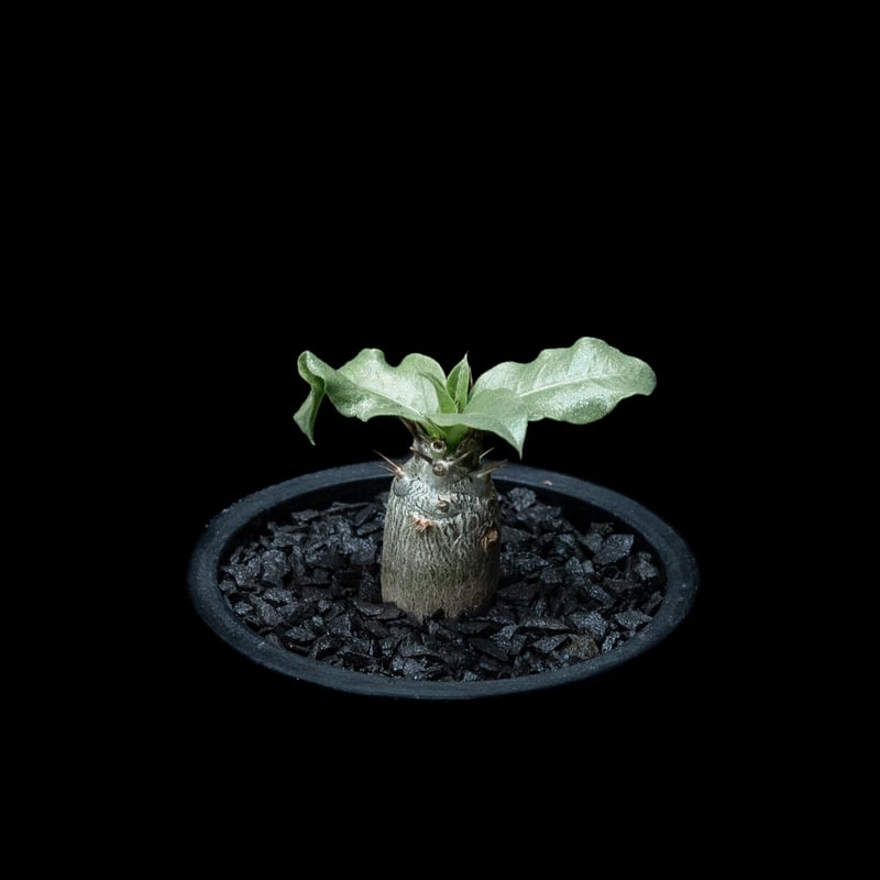 パキポディウム レアリー / Pachypodium Lealii #1 | Ducks (