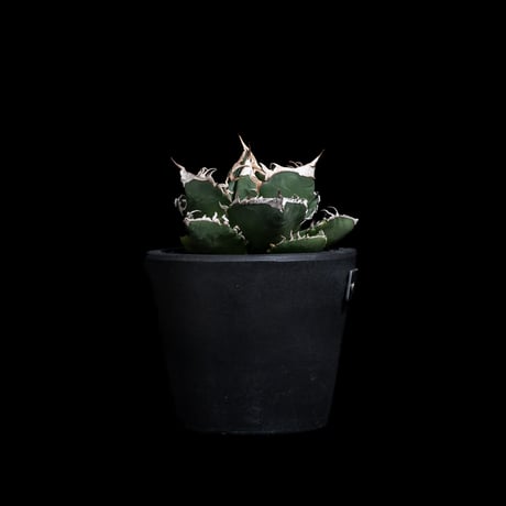アガベ チタノタ 南アフリカダイヤモンド / Agave titanota 'South Africa Diamond'#12
