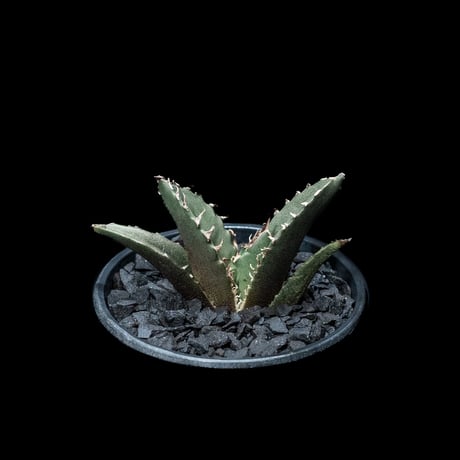 アガベ チタノタ 白鯨 / Agave titanota ‘White Whale’ #16