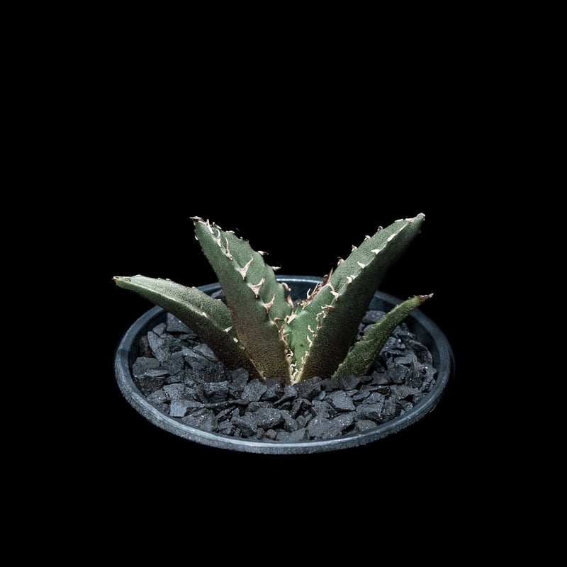 アガベ チタノタ 白鯨 / Agave titanota 'White Whale' #16