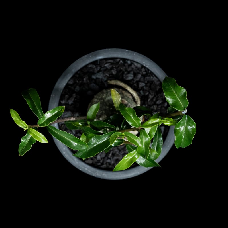フォッケア エデュリス / Fockea edulis #7 | Ducks ( plants. )