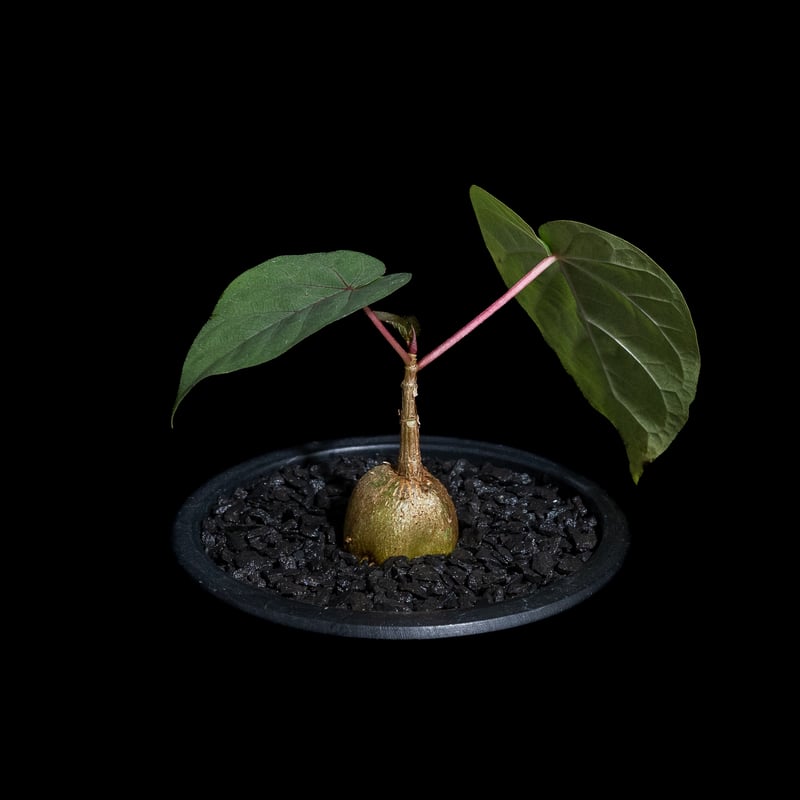 フィカス ペティオラリス / Ficus petiolaris #1 | Ducks ( pl