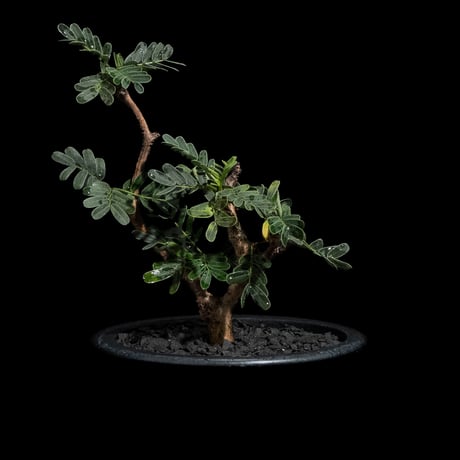 センナ メリディオナリス コレクション株 植物】センナ メリディオ