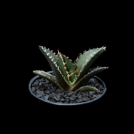 アガベ チタノタ 白鯨 / Agave titanota ‘White Whale’ #25