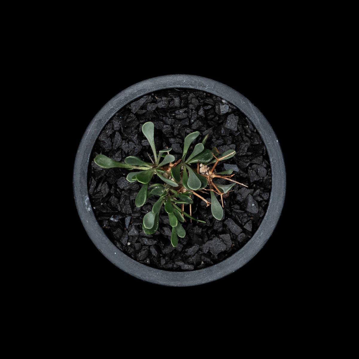 オトンナ ユーフォルビオイデス / Othonna euphorbioides #4 | Du