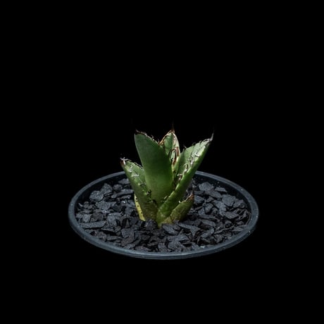 アガベ チタノタ 魚刺 / Agave titanota ‘Fish Spine’ #5