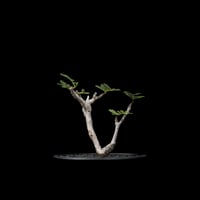 センナ メリディオナリス / Senna meridionalis #28