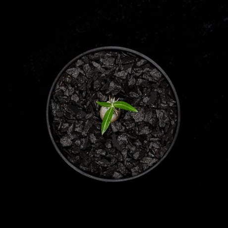 パキポディウム グラキリス / Pachypodium rosulatum var. gracilius #3