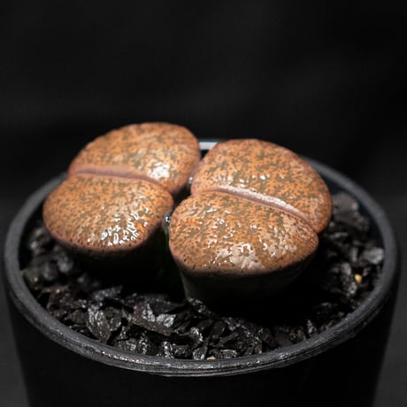 リトープス 紫褐紫勲玉 / Lithops lesliei var.rubrobrunnea