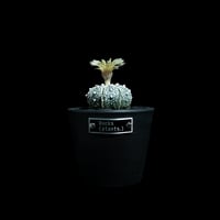 アストロフィツム アステリアス / Astrophytum asterias #13