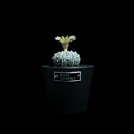 アストロフィツム スーパー兜 Vタイプ 4 アストロフィツム スーパー兜 Vタイプ 4 Astrophytum asterias