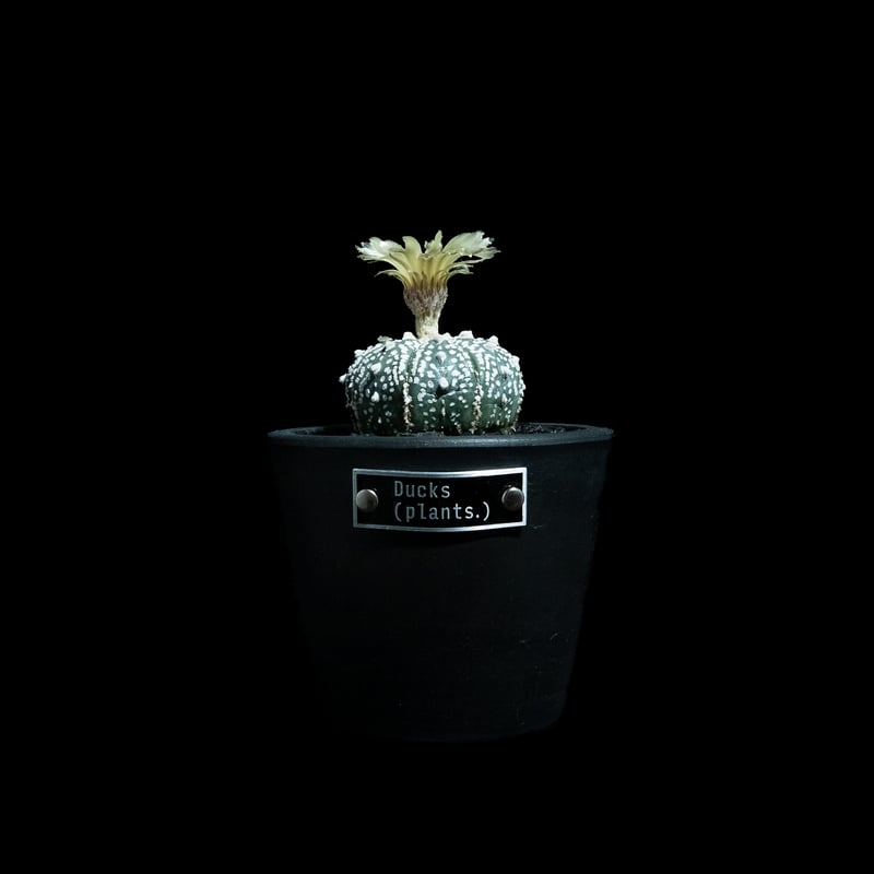 アストロフィツム アステリアス / Astrophytum asterias #13 | Du