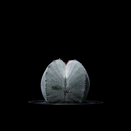 アストロフィツム 恩塚鸞鳳玉 / Astrophytum myriostigma ‘Onzuka’ #2