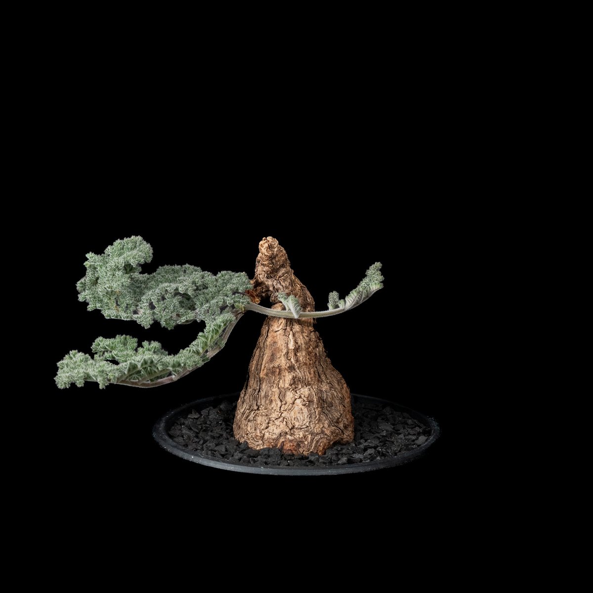 【最終値下】ペラルゴニウム　トリステ　コレクション株　現地球 ペラルゴニウム トリステ / Pelargonium triste #10 | Ducks (