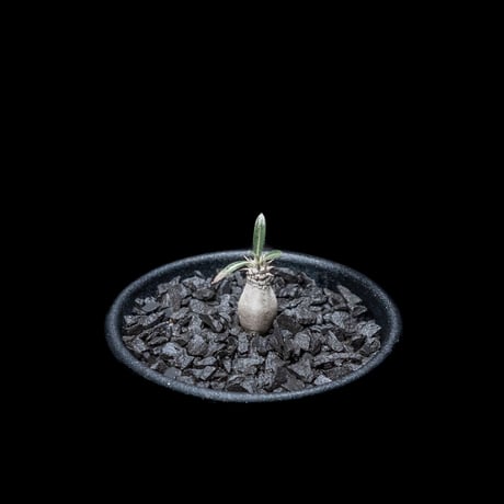 パキポディウム グラキリス / Pachypodium rosulatum var. gracilius #13