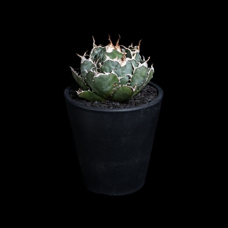 アガベ チタノタ 白鯨 / Agave titanota ‘White Whale’ #99