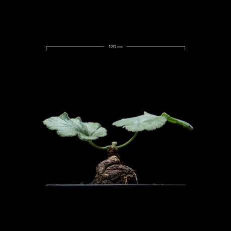 ペラルゴニウム ロバツム / Pelargonium lobatum #1