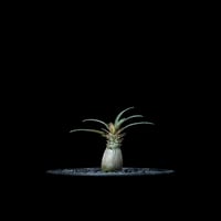パキポディウム グラキリス / Pachypodium rosulatum var. gracilius #49