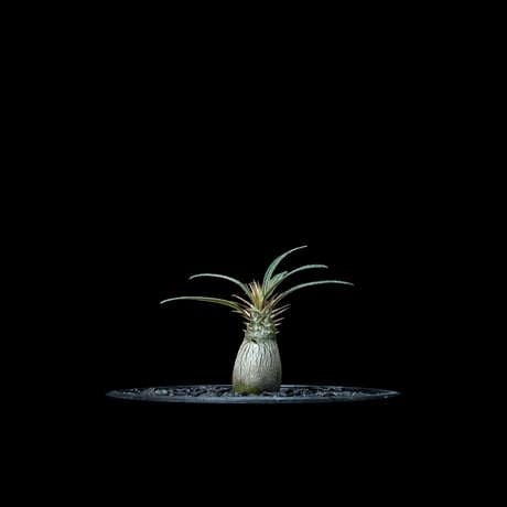 パキポディウム グラキリス / Pachypodium rosulatum var. gracilius #49