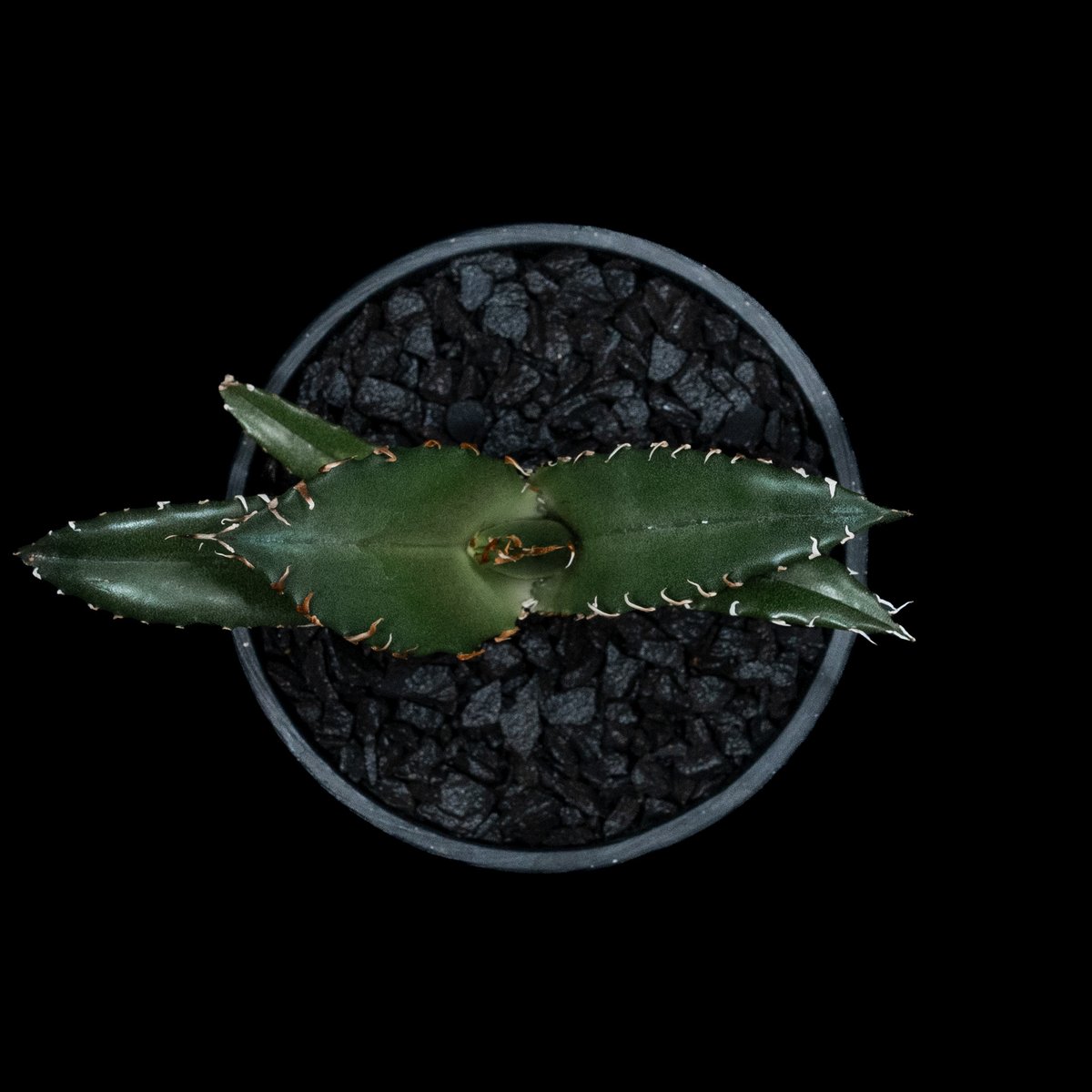 アガベ チタノタ 白鯨 / Agave titanota 'White Whale' #46