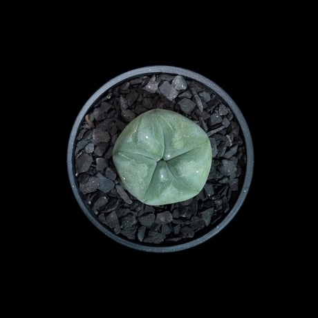 ロフォフォラ 銀冠玉 / Lophophora williamsii var. decipiens #3