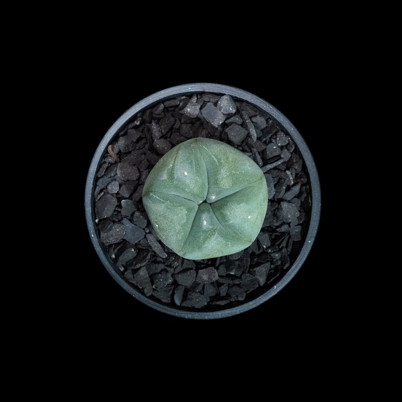 ロフォフォラ 銀冠玉 / Lophophora williamsii var. decipie