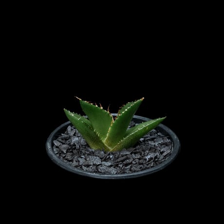 アガベ チタノタ ハデス / Agave titanota ‘Hades’ #7