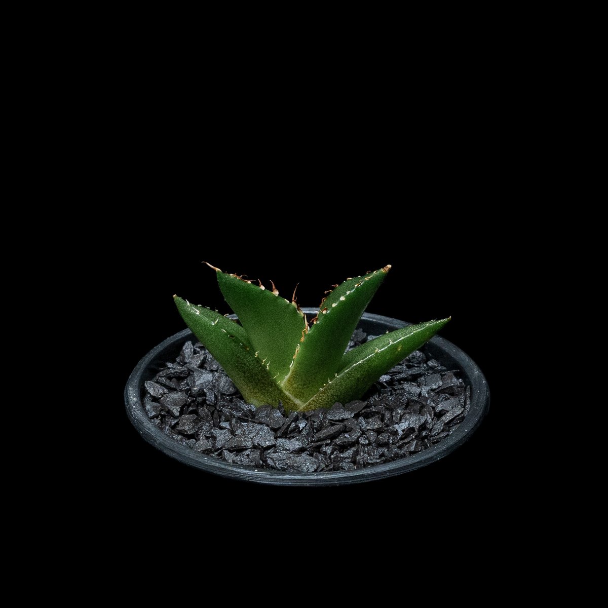 アガベ チタノタ ハデス fit=scale-down,w=1200