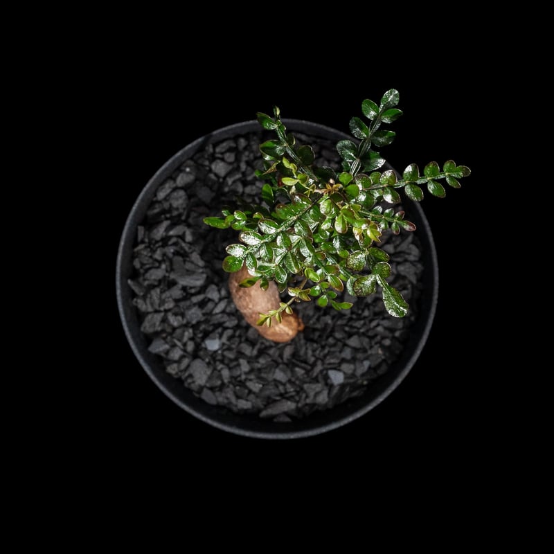 オペルクリカリア パキプス / Operculicarya pachypus #31 | D