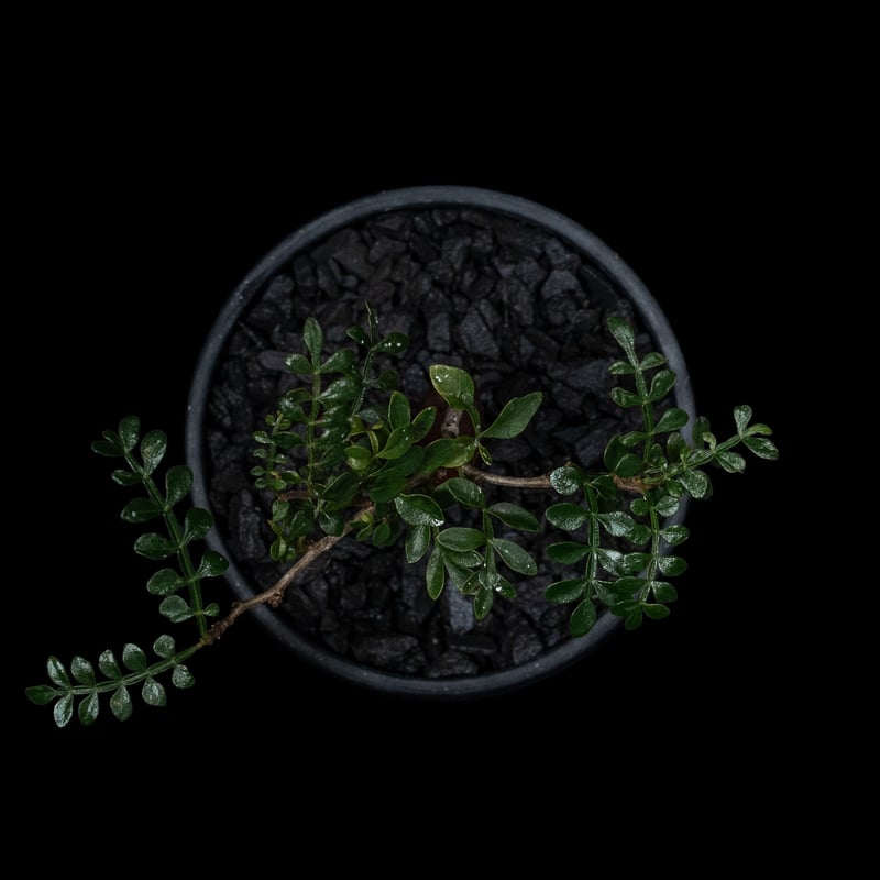 オペルクリカリア パキプス Operculicarya pachypus オペルクリカリア パキプス / Operculicarya pachypus #27 | D