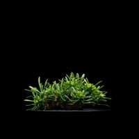 ユーフォルビア 峨眉山 / Euphorbia ‘Gabizan’ #9