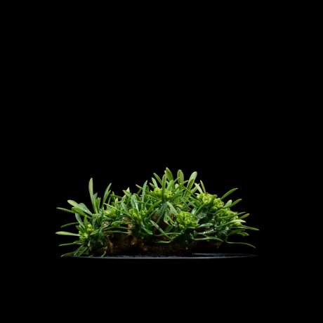 ユーフォルビア 峨眉山 / Euphorbia ‘Gabizan’ #9