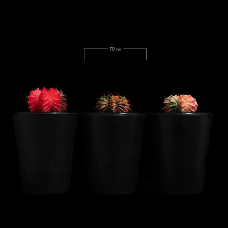 【3set】ギムノカリキウム ミハノビッチ 緋牡丹錦 / Gymnocalycium mihanovichii 'Hibotan Nishiki' #1#2#3