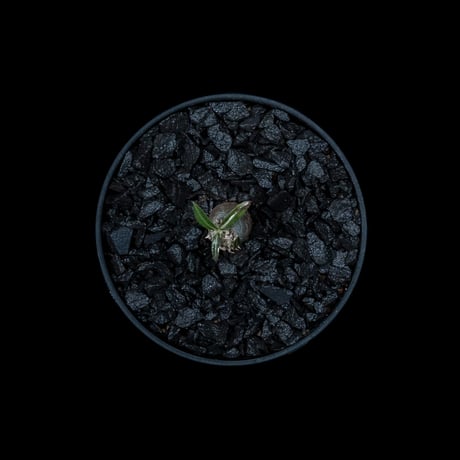 パキポディウム グラキリス / Pachypodium rosulatum var. gracilius #11