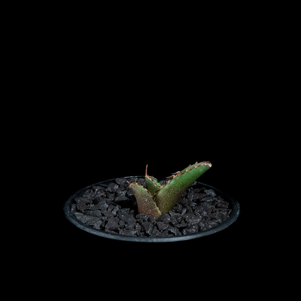 アガベ チタノタ 鯊魚劍 (カキ仔) / Agave titanota 'Shark Swor アガベ チタノタ 鯊魚劍 (カキ仔) / Agave titanota 'Shark Swor