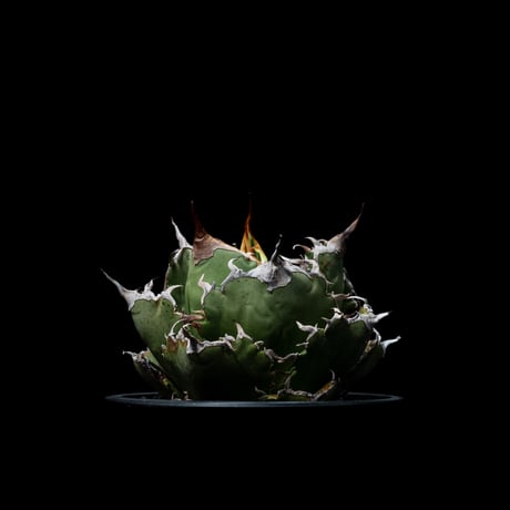アガベ チタノタ 白鯨 / Agave titanota ‘White Whale’ #38