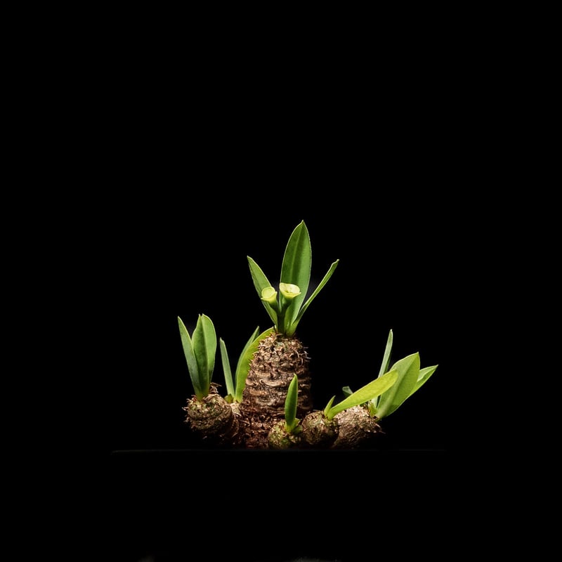ユーフォルビア ブレビフォリア / Euphorbia brevifolia | Ducks