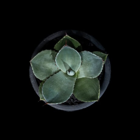 アガベ パリー トルンカータ / Agave parryi var. truncata #7