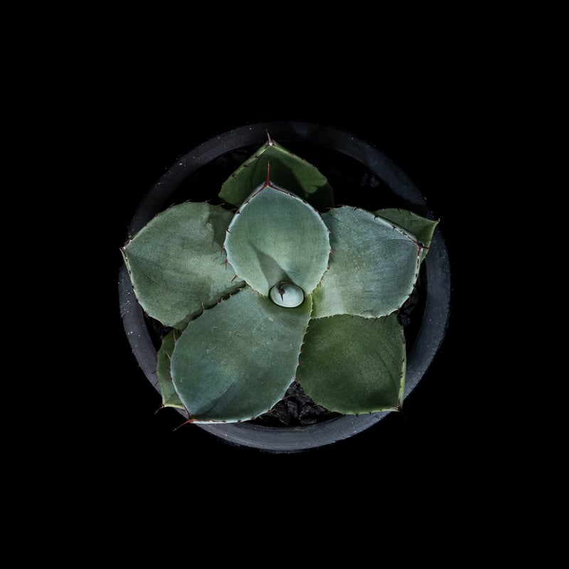 アガベ パリー トルンカータ / Agave parryi var. truncata #7 
