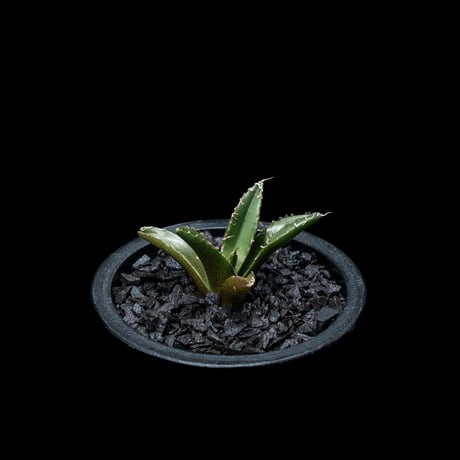 アガベ チタノタ シーザー / Agave titanota ‘Caesar’ #11